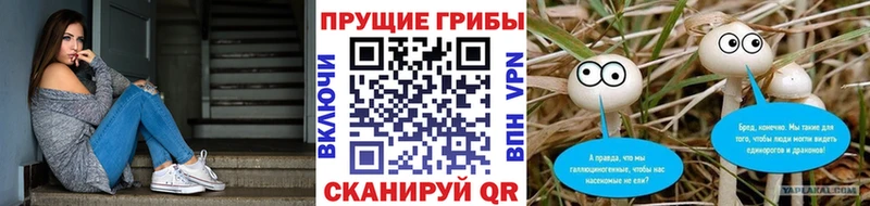 Галлюциногенные грибы Psilocybe Берёзовский